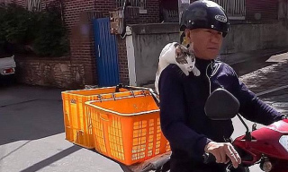 貓咪經常往主人臉上“撒尿”，被罵時卻顯得很樂意，原因讓人心疼