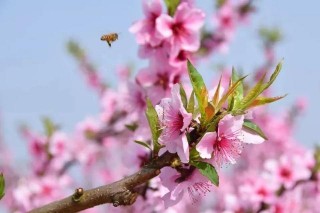 【天府旅遊名縣】陽春三月芳菲盛，南江春色惹人醉