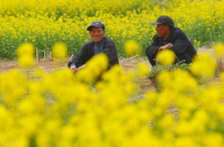 農村漸成“娛樂化”，只看不種的農業，真是農村的出路嗎？需警醒