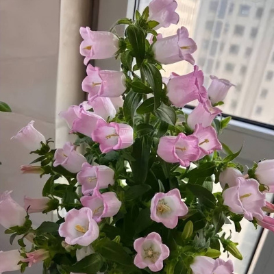 養花學會3個小技巧，新手也能變養花高手，養啥花都旺盛