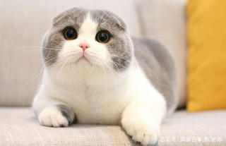 為何勸你不要買賣寵物貓狗？