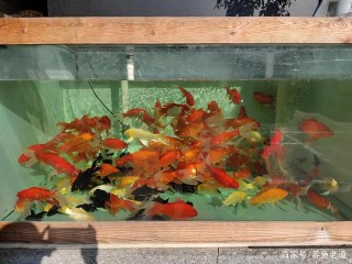 喜歡老水的觀賞魚不必換水，喜歡新水的，就要天天更換嗎？