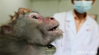 人類獨有“高智慧基因”，科學家植入到猴子體內，實
