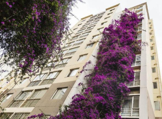 家中牆壁太簡陋，不如養這3種花草，能自動爬牆，掛在牆上美極了_植物