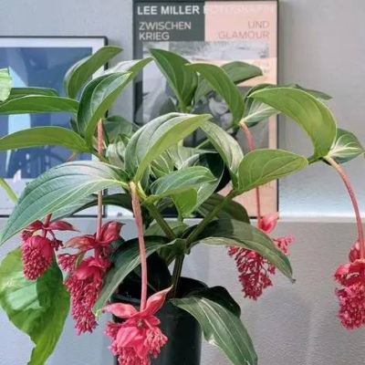 公認不好養的4種花，老花匠都心累淘汰，新手就別搶養