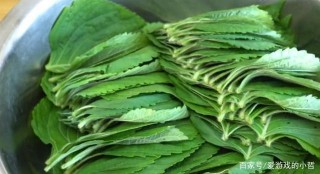 秘訣蘇子葉：學習這個萬能涼拌醬，讓一切美味可口