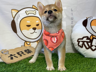 最近想買一只柴犬，柴犬有哪些優缺點？