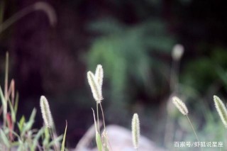 這四大星座10月起萬事如意！好運降臨，事業步步高升，大吉大利！