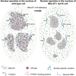李棟課題組揭示MALAT1-m6A修飾的生物學功能