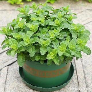 三月種上幾盆花，顏值高好養護，葉片香香的，是陽台盆栽佳品！