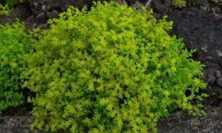 4種易爆盆的盆栽植物，新手和懶人都愛種