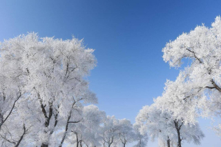 國內11個霧凇絕佳觀賞地，這些地方冬天有多絕_雲海_冬日童話_長白山
