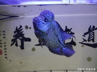 為什麼說養魚一個月以上，再去適度增加換水量，和投喂量呢？