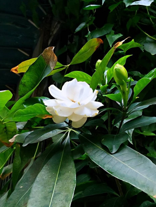 6種“愛吃醋”的漂亮花，一月喝上兩三次，葉片油綠開花旺