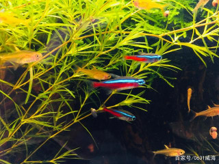 養了幾個月觀賞魚依然還會死，因為它們還是准新魚，新魚友注意