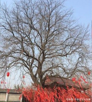 柘城大仵皂角樹：相傳是明代惠帝朱允炆所栽，距今660餘年歷史