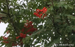 草原民族文化的淵藪一一呼倫貝爾民族博物院