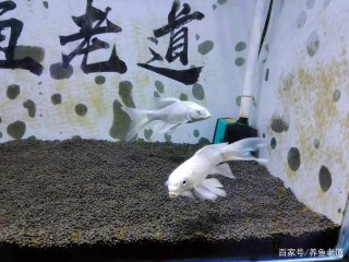 不是所有觀賞魚的高端品種我們都能飼養，要量力而行