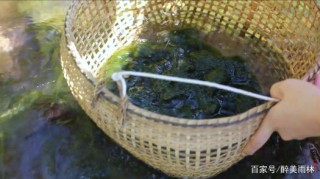 青苔是來版納必點的傣家美食，你知道它是什麼物種嗎？