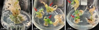 我國科學家首次實現穩定的工業大麻基因編輯