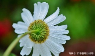 十月喜鵲啼，福星高照，幸福多多，四個星座都很幸福