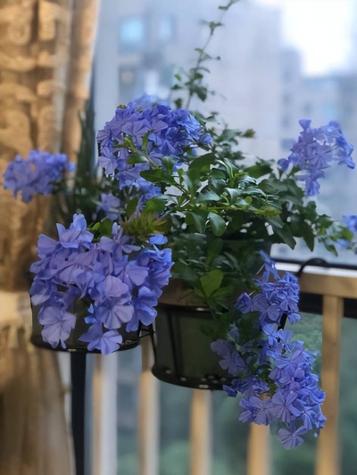 春天新手養藍雪花，牢記掌握5個要點，學會了綻放藍色花海
