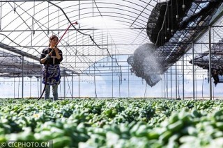貴州安順：多肉盆栽 助農致富