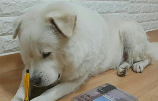 鏟屎官硬讓狗狗陪自己看書 結果狗狗把筆咬斷