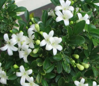 號稱“香公主”的5種花，好養好看開花持久，滿屋子清香真迷人