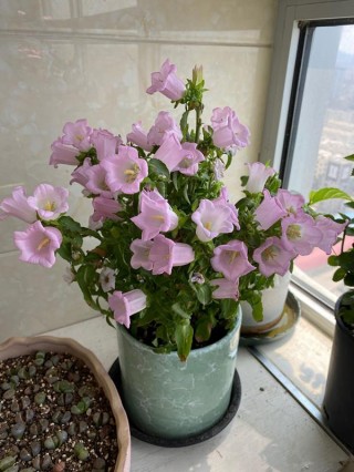 陽台盆栽“新寵”——風鈴草，花色清新，文藝範十足，好看也好養