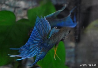 鬥魚進擊觀賞魚國粹之路，和金魚相比優勢明顯，等待時間沉澱