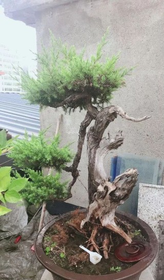 牛人養的老樁盆景，一養就是20多年，幾百年的老樁誰看了都眼紅！