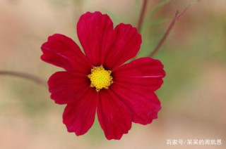 7月5日的這三個星座，桃花運不錯哦！有你的星座嗎