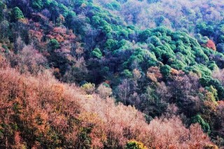 貴州旅遊｜秋日楓葉小眾打卡景點，普定坪火焰山楓林正美！