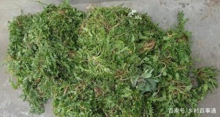 秋季它才開始發芽，曾是救荒糧，如今5元一斤成美食，農民都愛種