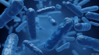 王家玲環境微生物學第2版配套真題