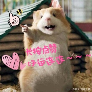 城主夫人發家記：涼拌野菜成秘密武器，引眾人驚喜