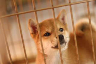 怎麼才能買到一只爆臉柴犬？