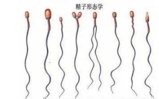 男人死精子症怎麼做保健工作？_影響_男性_生活