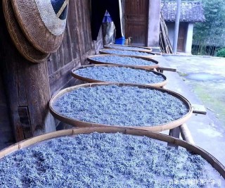 它號稱“神仙長壽茶”，色白似霜，口感鮮醇清甜，是養生保健極品