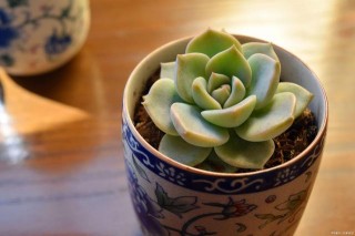 5種“佛系”的多肉，適合萌新養護，盆栽上幾盆，好養又省心
