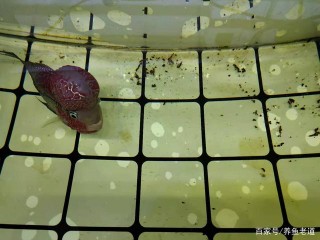 講講觀賞魚投喂上的一些技巧和方法，所有觀賞魚都適用