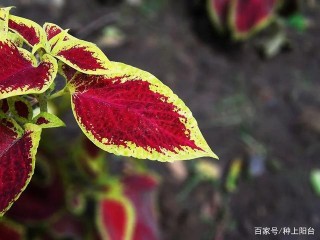 嬌豔絢爛的盆栽植物不是只有花，它還有可能是一盆彩葉草！
