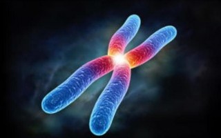 兒童的智商遺傳，全靠X染色體？要有智慧的寶寶需要做好這三件事