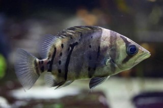潛力極大的國產原生觀賞魚，顏值絲毫不遜於泰國虎，它就是鱖魚！