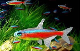 魚缸做成草缸之後，想養觀賞魚的話，這幾種魚實在太合適