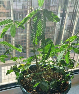養花也有禁忌，5種花再好看也不要有，孕婦小孩格外要注意_月季花