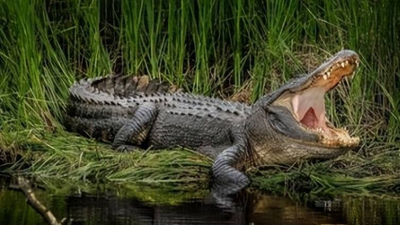 世界上最勇敢的鳥，敢在鱷魚嘴裏搶東西吃！為什麼鱷魚不吃它？