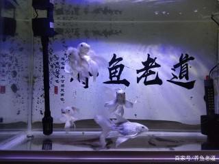 小上濾魚缸想要水清魚亮，完全可以做到