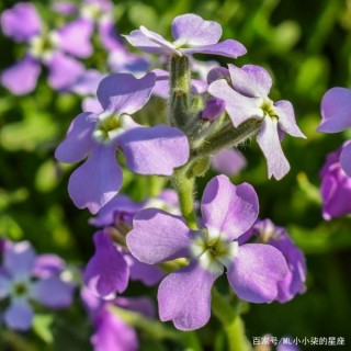 恭喜4大星座，8月桃花運勢極佳，月老登門送姻緣，喜遇真愛喜脫單